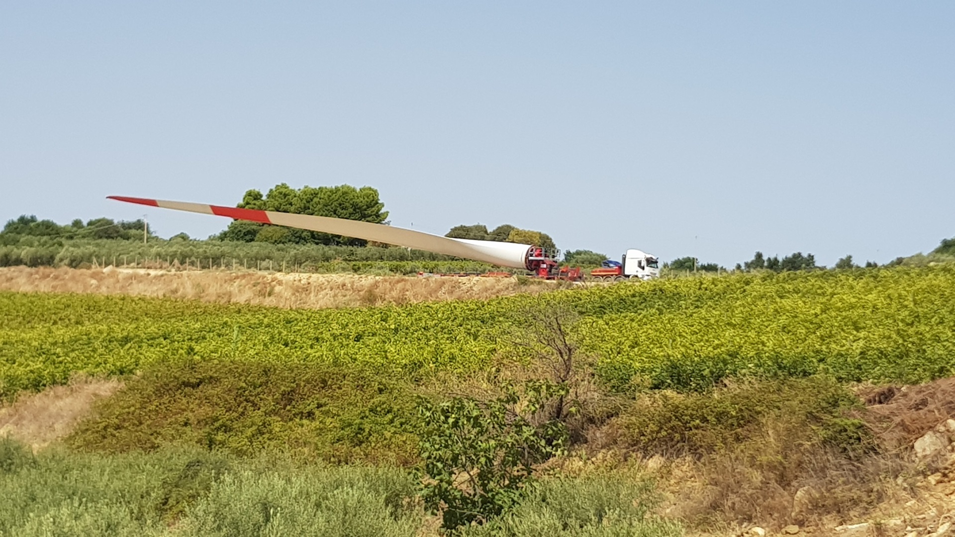 Eine große Windturbinenblatt auf einem Anhänger in einem Weinberg unter klarem Himmel.