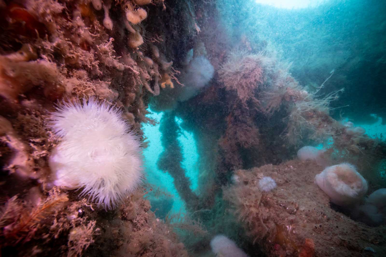 An underwater scene featuring a white sea anemone alongside brown seaweed, with soft blue light filtering through the water.