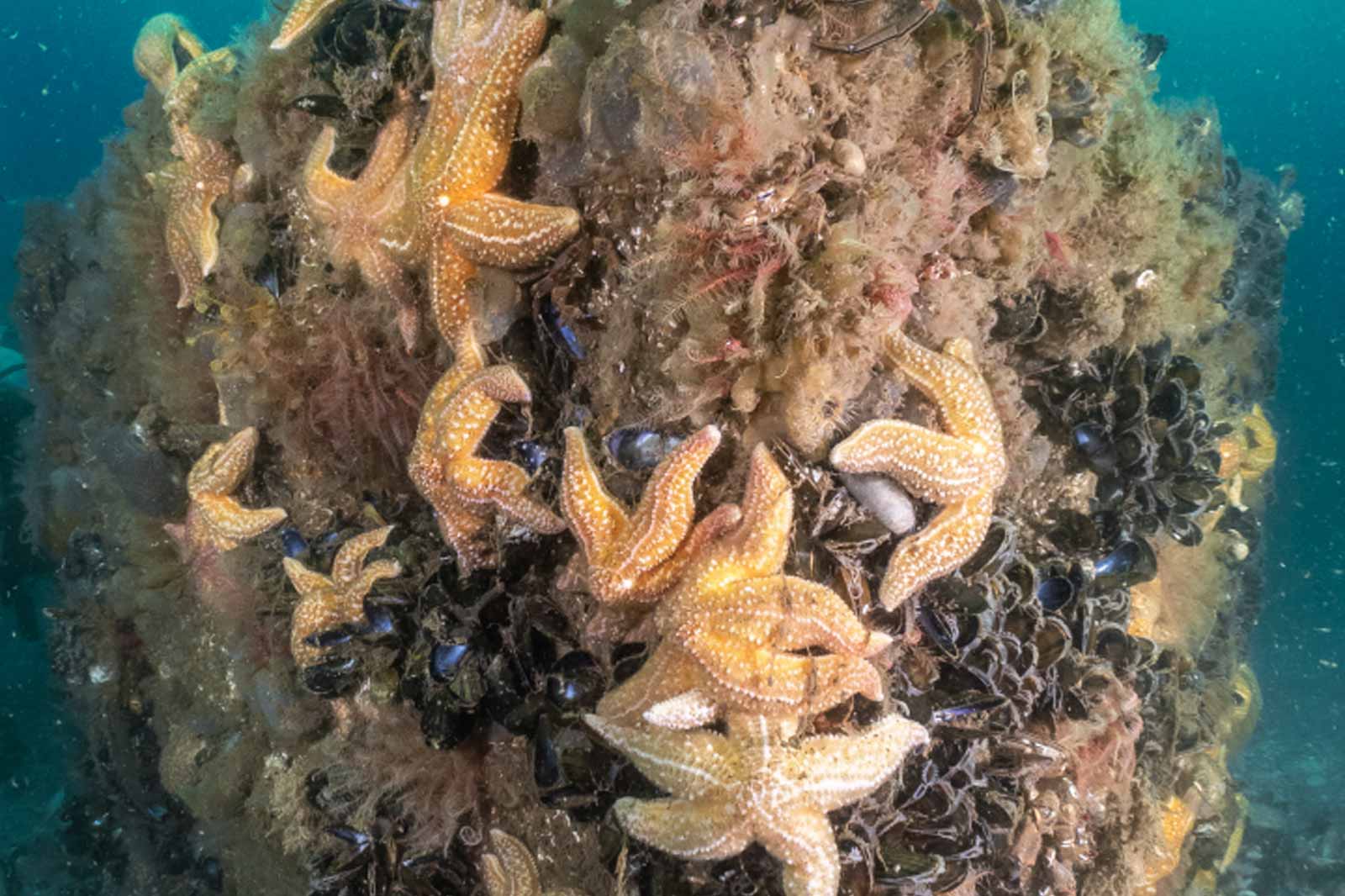 A vibrant underwater scene featuring numerous starfish resting on a rocky surface covered with marine algae.