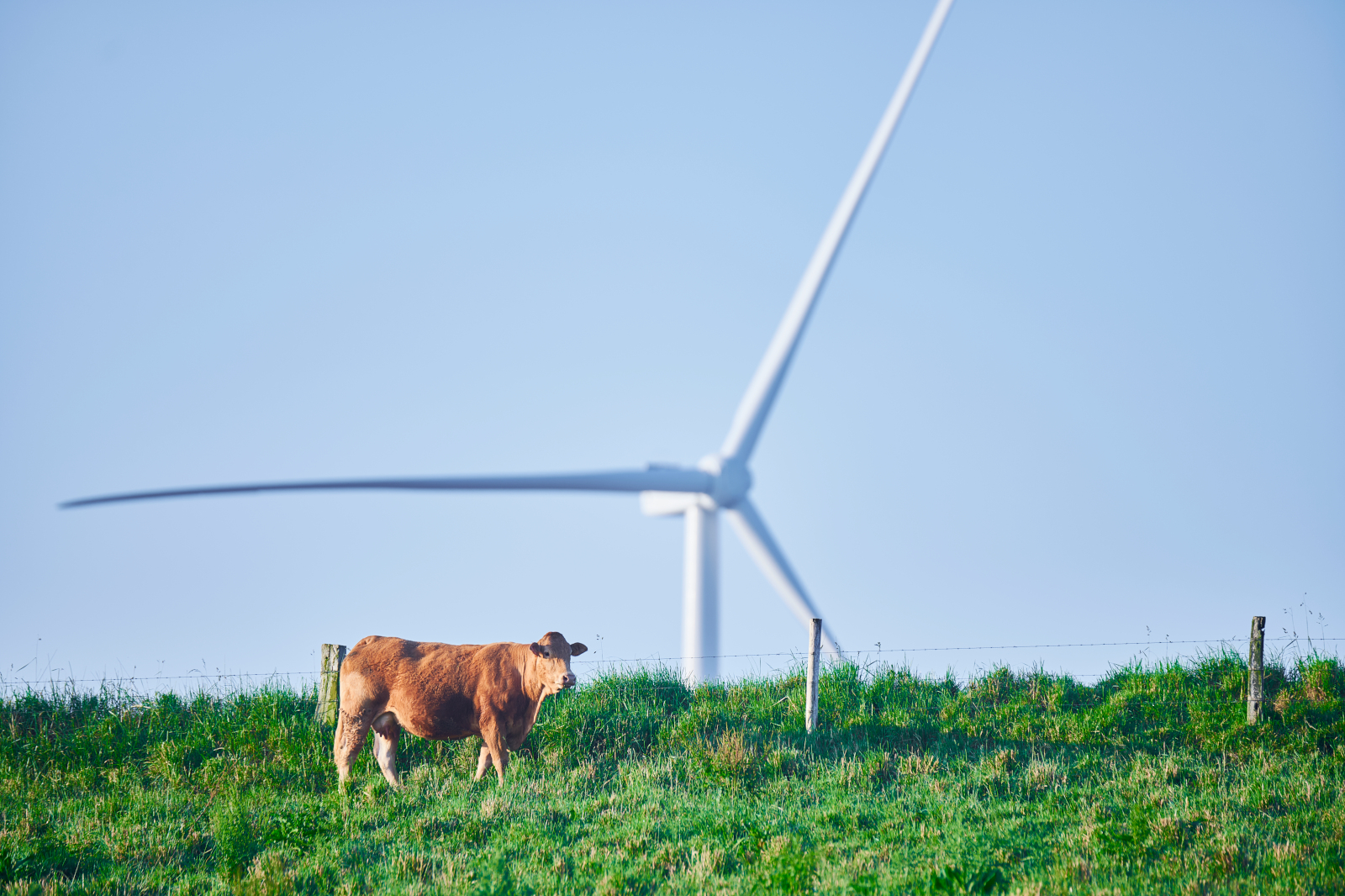 A brown cow stands on a grassy hill, with a large wind turbine partially visible in the background against a blue sky.