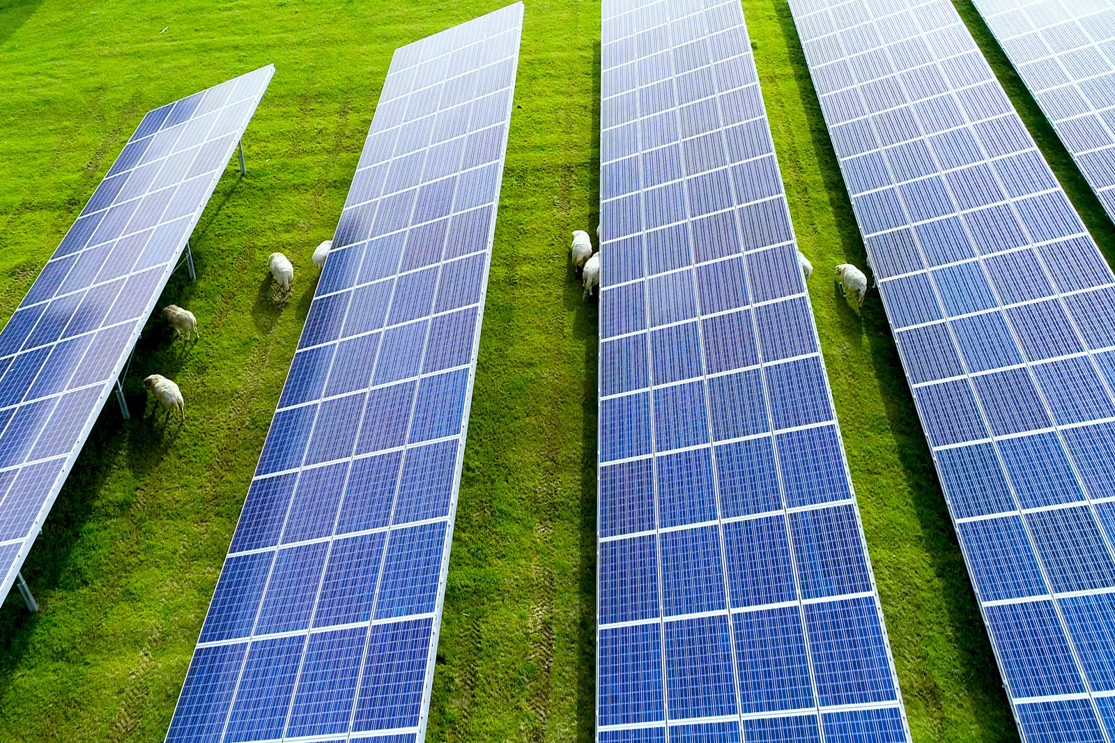 Aerial view of solar panels on green grass with sheep grazing between the rows.
