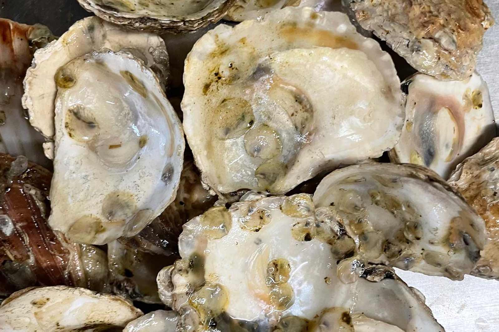 A close-up view of open oysters displaying their shiny interiors and various textures on the shells.