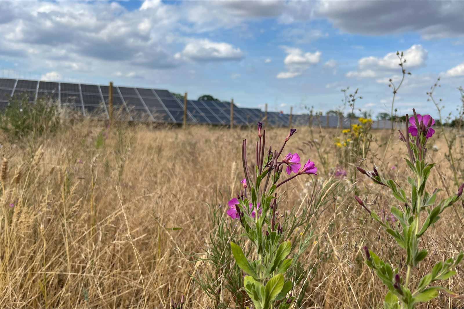 A field with wildflowers in the foreground and solar panels in the background under a partly cloudy sky.