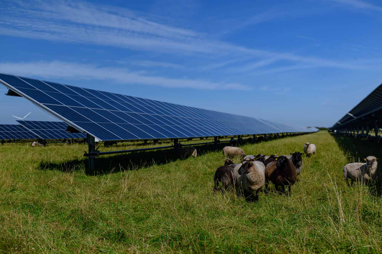 A herd of sheep grazes in a sunny field next to large solar panels under a clear blue sky.