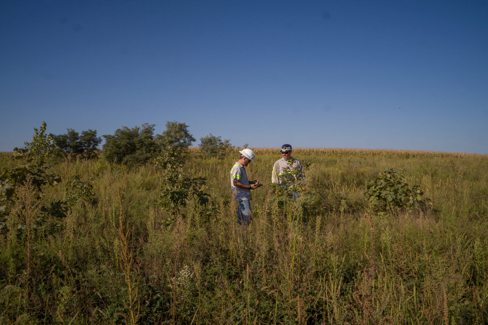 Two individuals examine vegetation in a field under a clear blue sky, surrounded by tall grass and sparse trees.