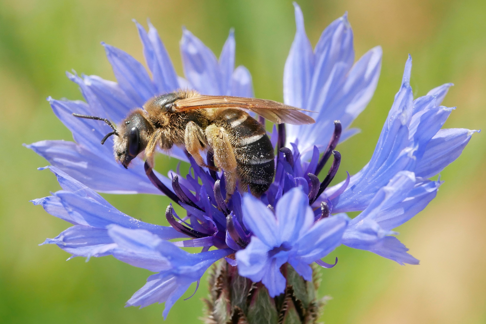 Eine Biene sitzt auf einer blauen Blume und sammelt Nektar vor einem sonnigen Hintergrund.