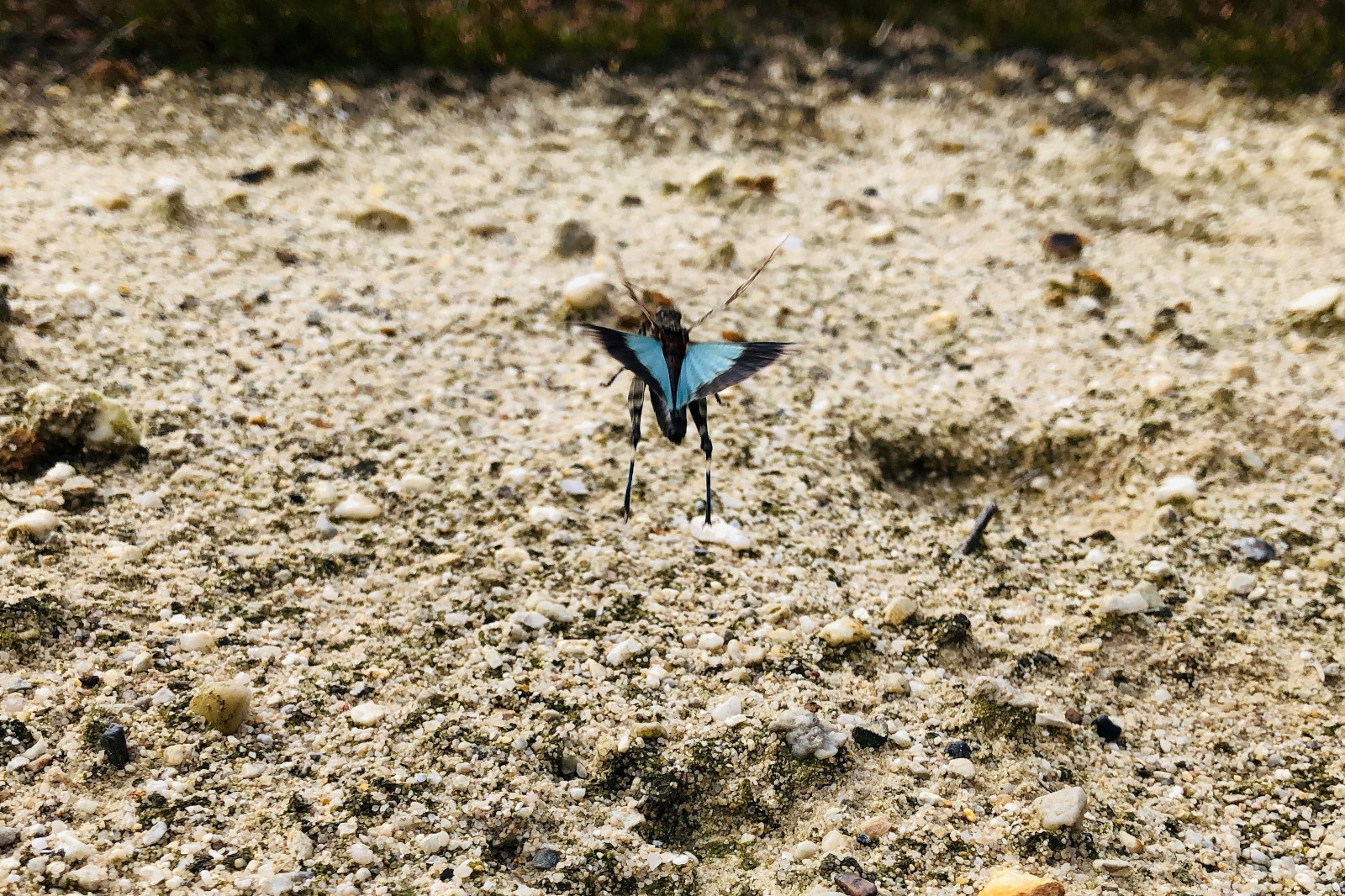 Ein Schmetterling mit blauen Flügeln fliegt über den sandigen Boden, der mit kleinen Steinen bedeckt ist.
