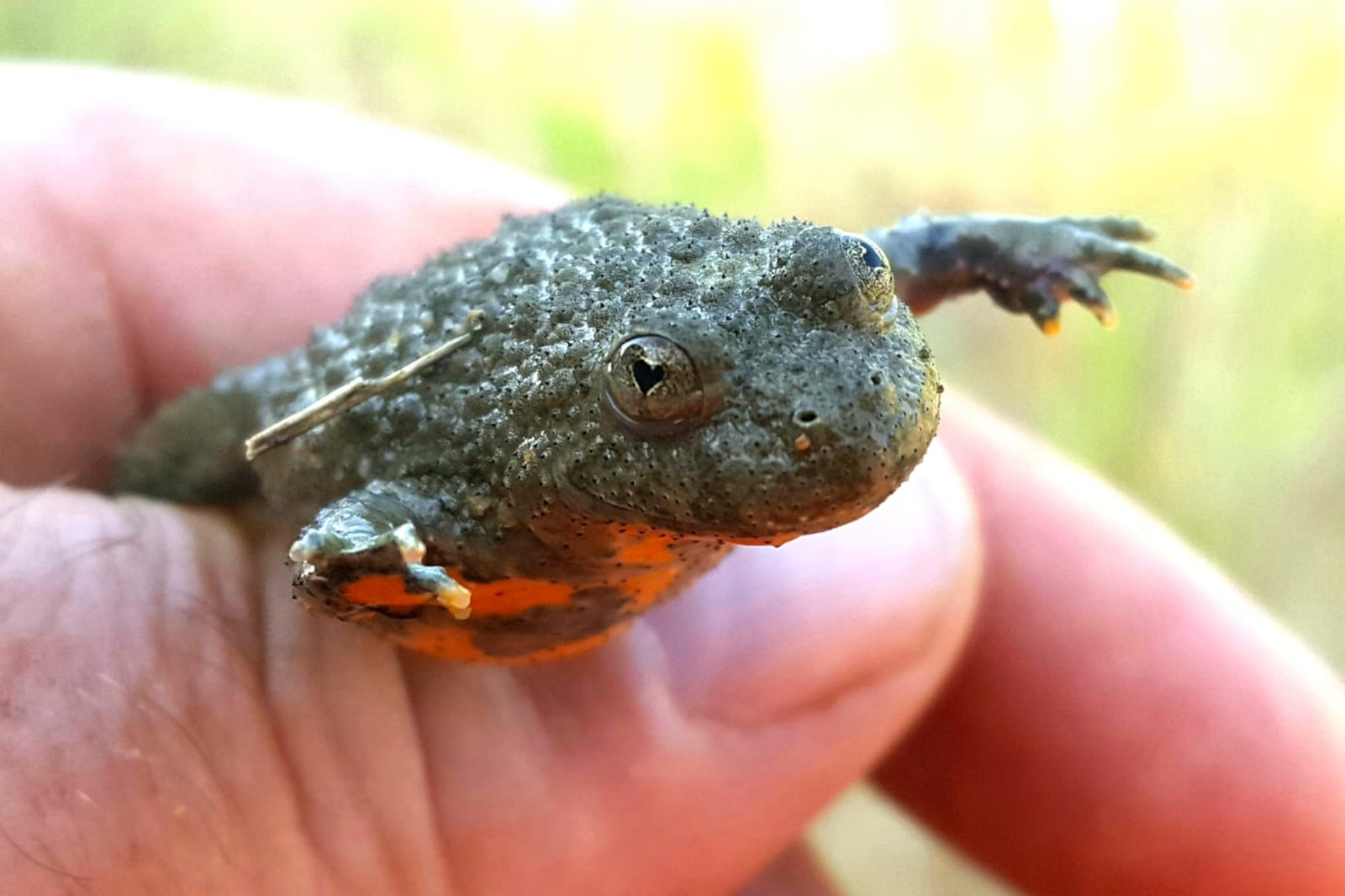 Eine Nahaufnahme eines kleinen Frosches, der in einer Hand gehalten wird, mit einem strukturierten grauen Körper und orangefarbener Unterseite.