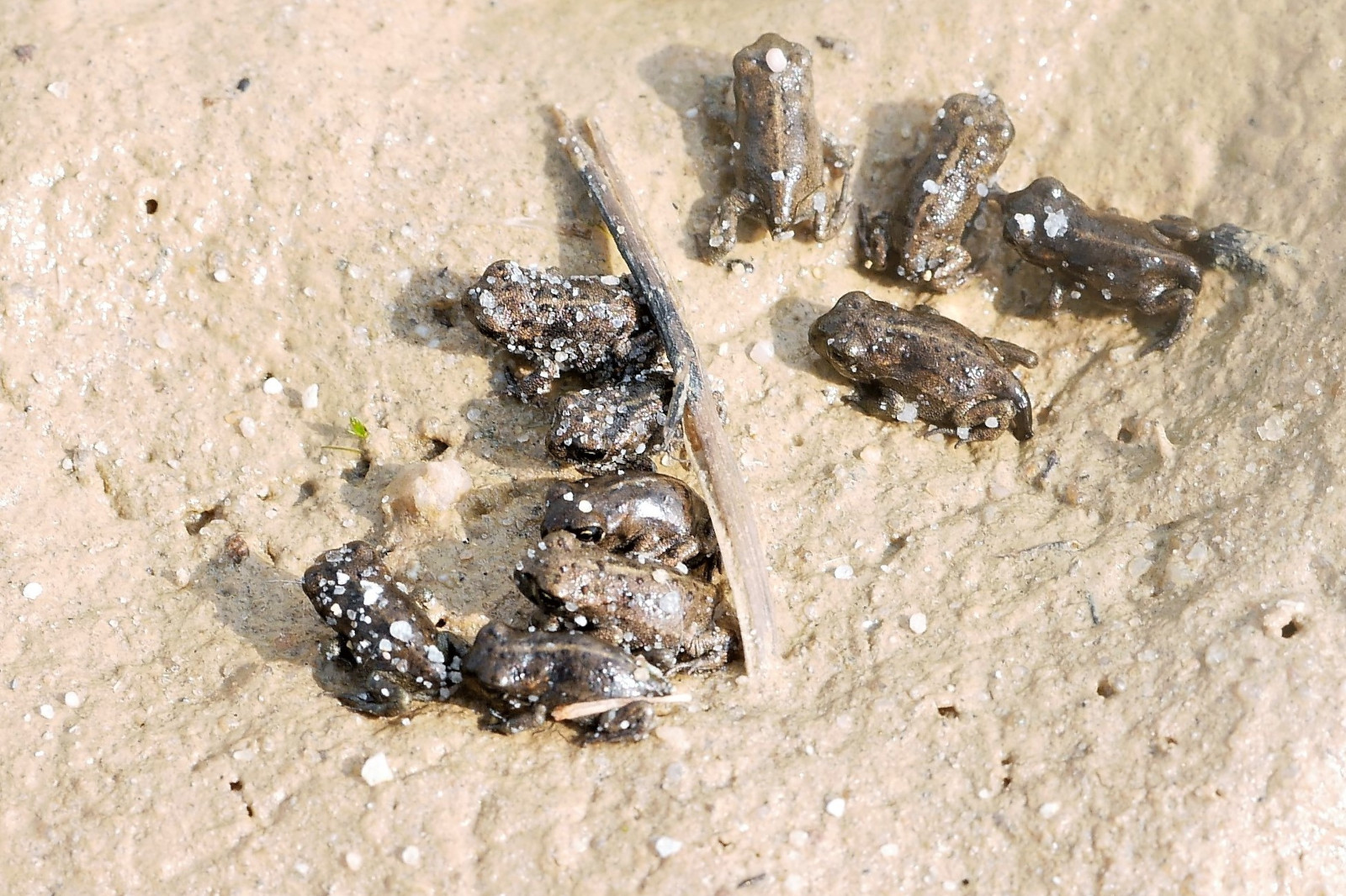Ein grasiges Feld mit Wildblumen, Steinen und einer Turbine im Hintergrund unter einem wolkigen Himmel.