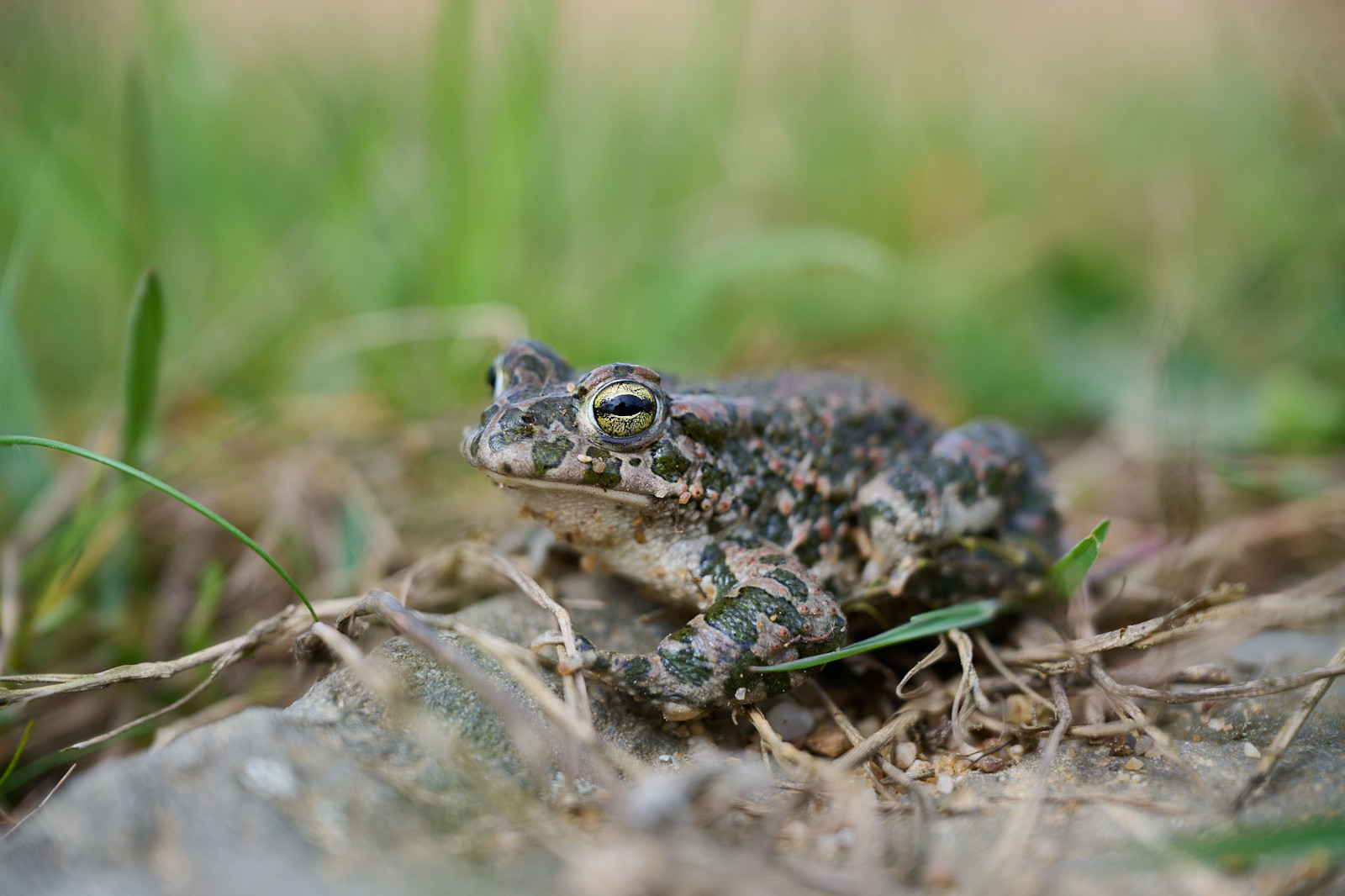 Eine Nahaufnahme eines getarnten Frosches, der auf einem Stein sitzt, umgeben von Gras und Ästen.