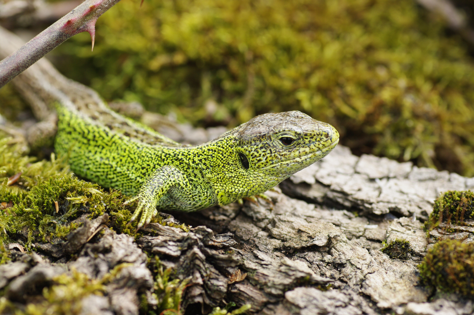 Eine grüne Eidechse ruht auf moosbedeckter Rinde und zeigt ihre strukturierte Haut und scharfen Merkmale.