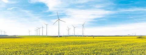 Leuchtend gelbes Rapsfeld im Vordergrund, dahinter mehrere weiße Windräder entlang des Horizonts unter einem hellblauen Himmel mit dünnen Wolken.