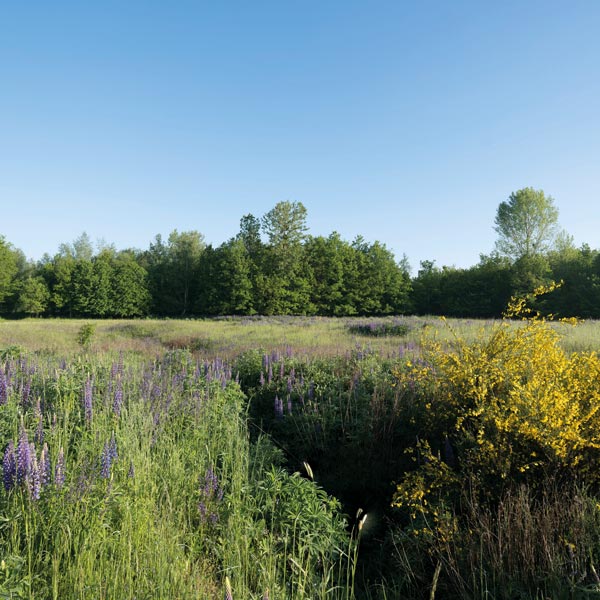 Eine ruhige Landschaft mit einem Feld, das von lila Wildblumen und gelben Blüten umgeben ist, vor einer Kulisse aus üppigen Bäumen unter einem klaren Himmel.