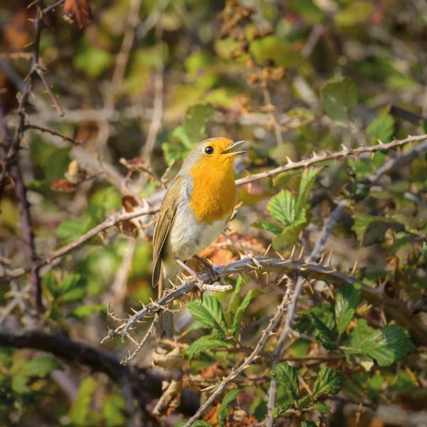 Ein kleiner Vogel mit einer orangefarbenen Brust sitzt auf einem dornigen Ast, umgeben von grünen Blättern im sanften Sonnenlicht.