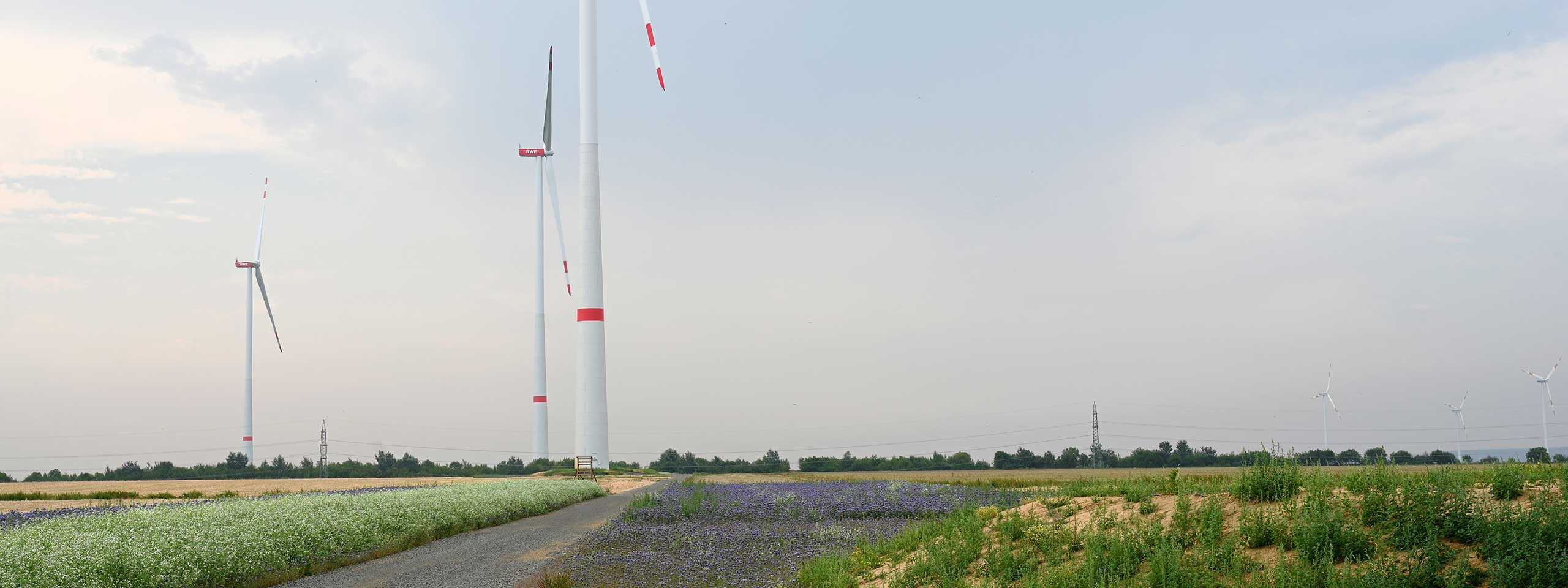 Windkraftanlagen stehen zwischen blühenden Feldern und einem grauen Himmel in einer ländlichen Umgebung.