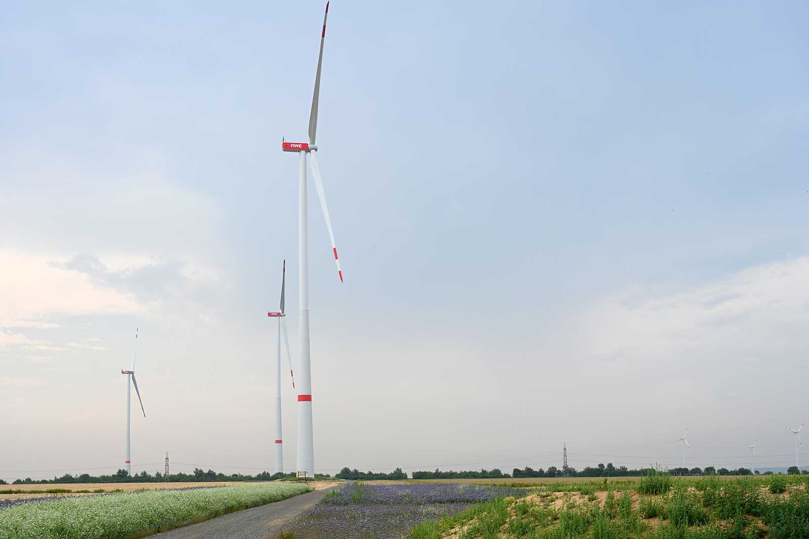 Drei große Windturbinen stehen in einem Feld unter einem bewölkten Himmel, umgeben von Blumen und Grün.