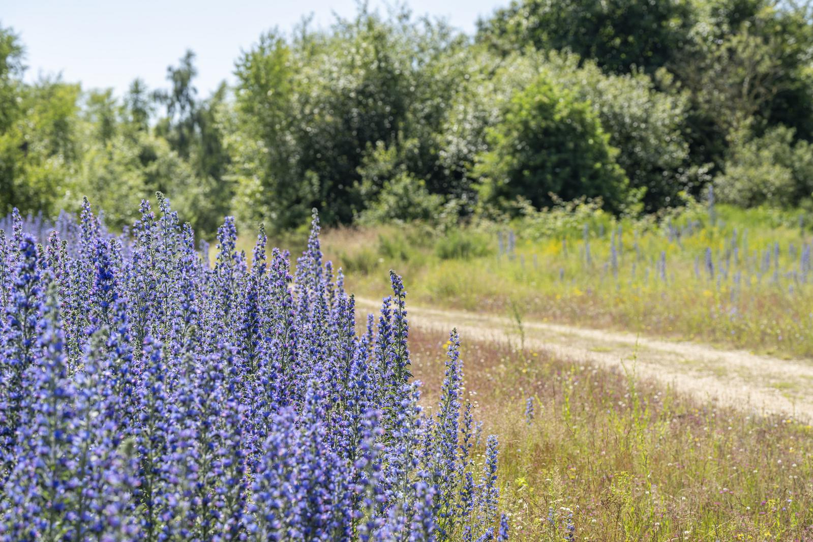 Ein lebhaftes Feld von hohen lila Blumen mit einem Schotterweg, umgeben von üppigem Grün unter einem klaren blauen Himmel.