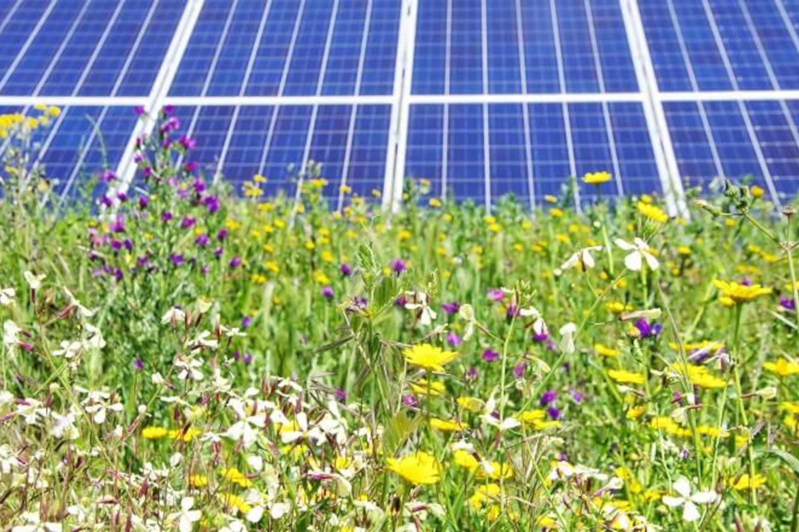 Ein Feld mit bunten Wildblumen unter Solarpanels, das eine Verbindung zwischen Natur und erneuerbarer Energie zeigt.