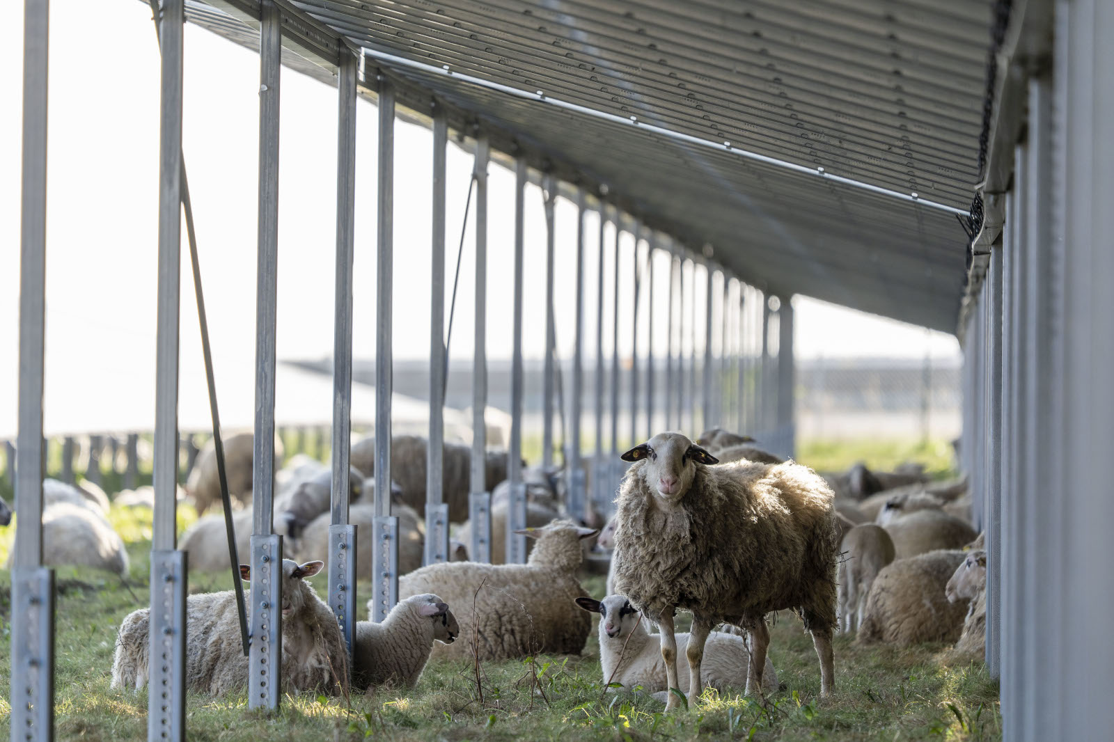 Sheep and lambs sheltered beneath raised solar panels and metal framework