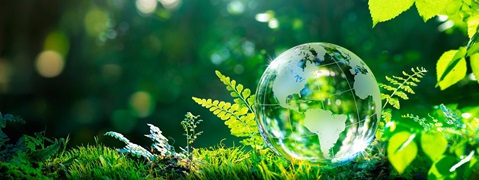 Eine transparente Erdkugel steht auf grünem Moos, umgeben von Pflanzen in einer sonnigen Waldlichtung.