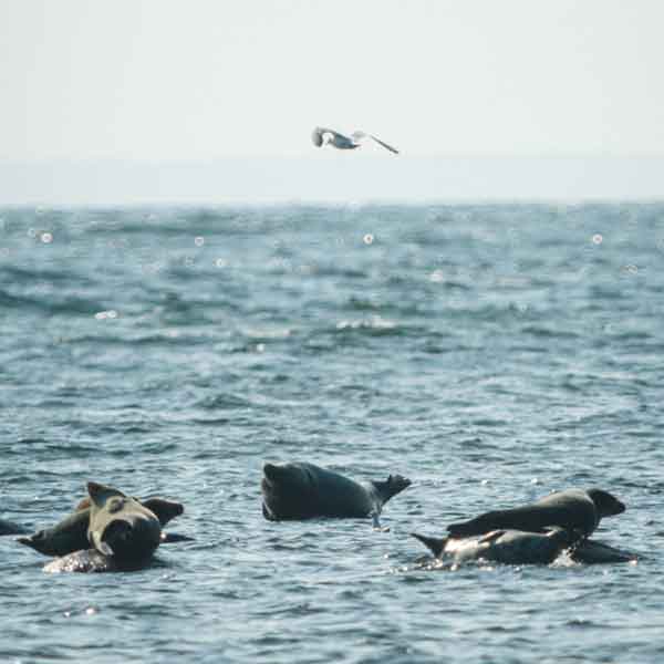 Mehrere Robben schwimmen an der Wasseroberfläche, während ein Vogel darüber fliegt, vor einem nebligen Hintergrund.