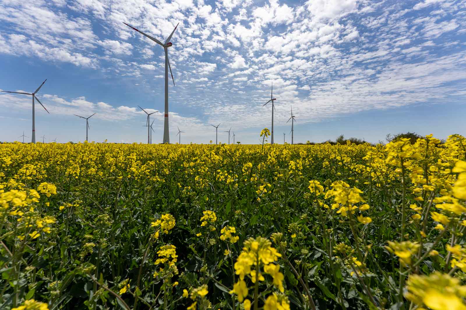 Ein Feld mit leuchtend gelben Blumen und Windkraftanlagen im Hintergrund unter einem teils bewölkten Himmel.