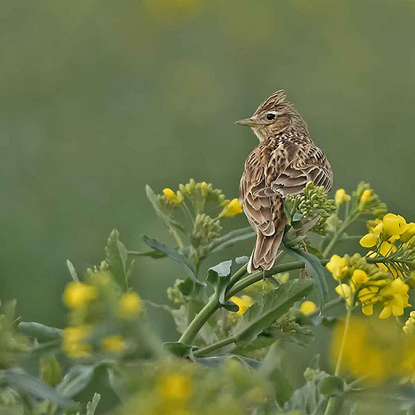 A small bird perches on a plant with yellow flowers. Its plumage has a brown pattern.