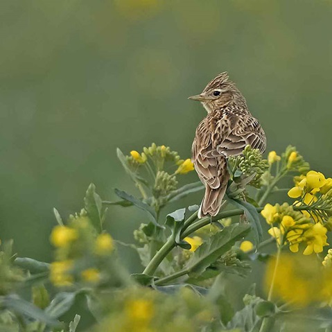 A small bird perches on a plant with yellow flowers. Its plumage has a brown pattern.