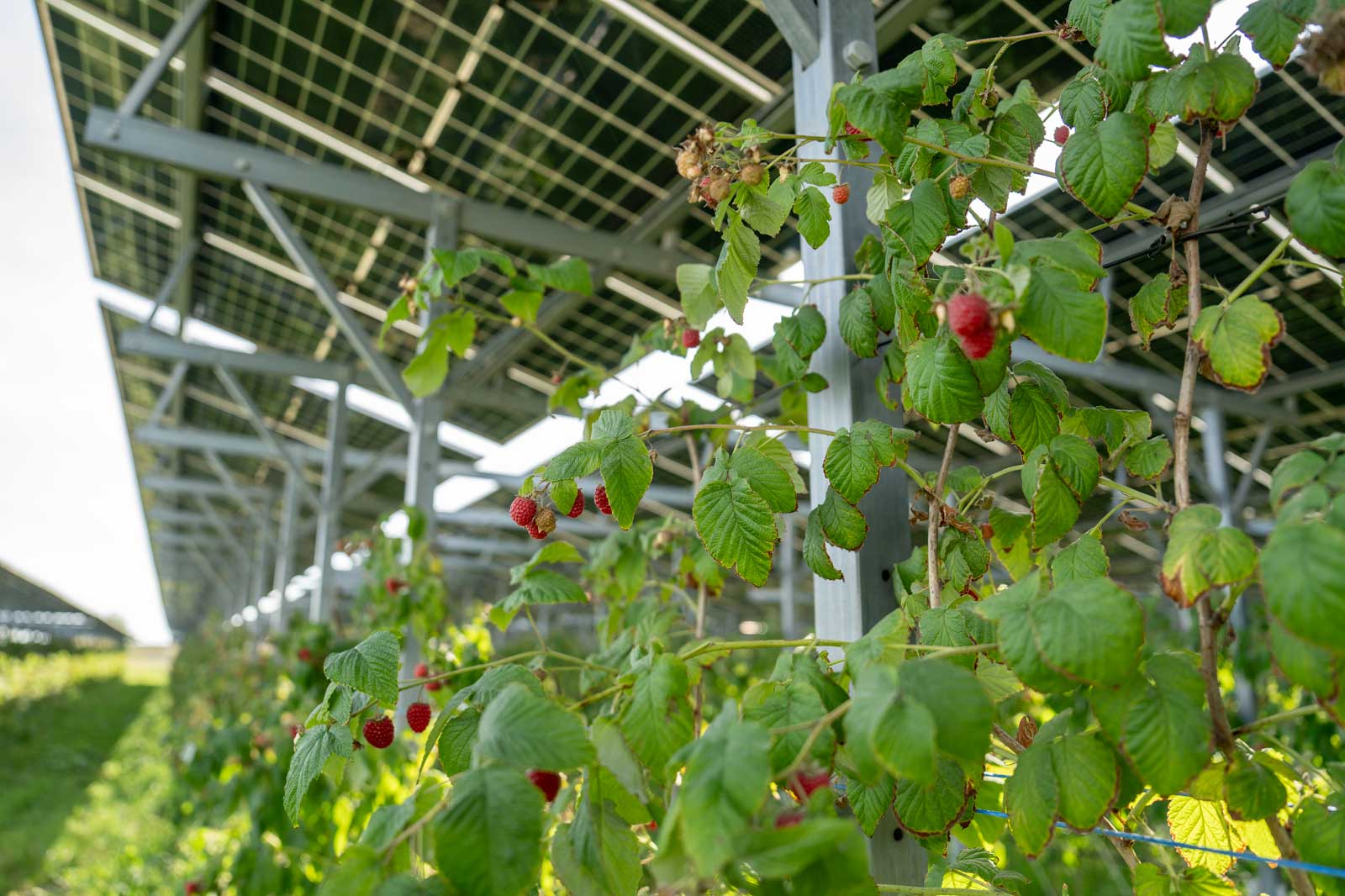 A close-up of raspberry plants growing under solar panels, with ripe red berries and lush green leaves.