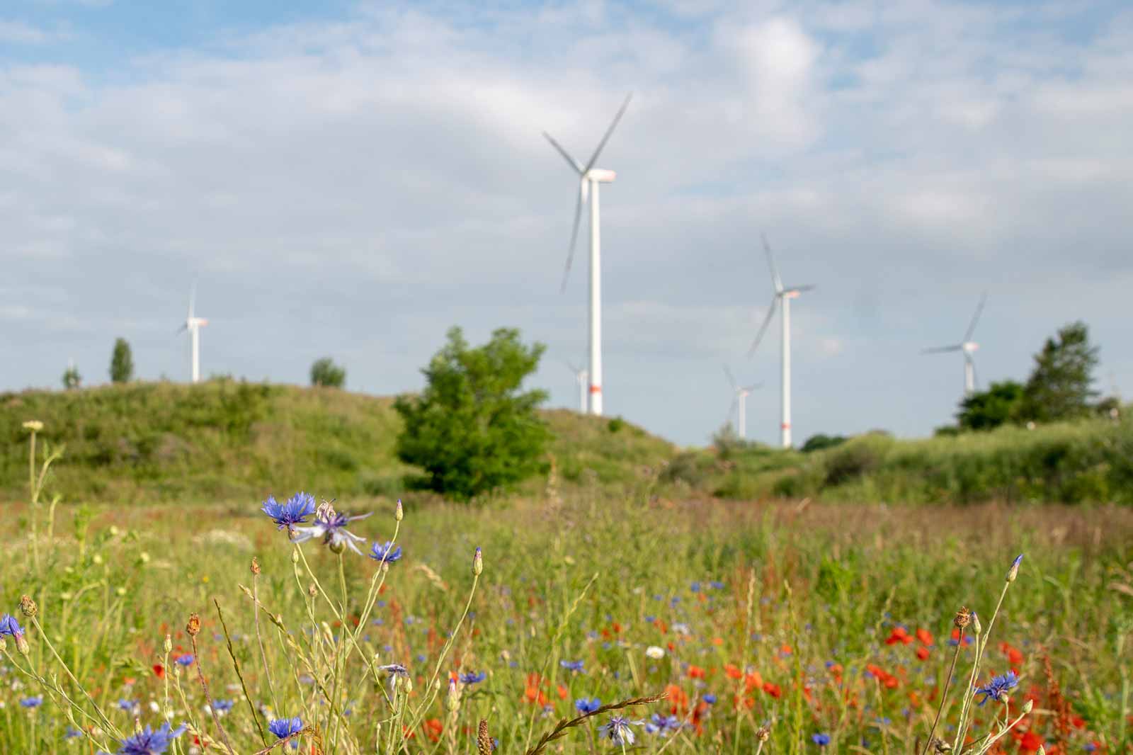Colourful wildflowers in front of wind turbines in a green landscape under a cloudy sky.