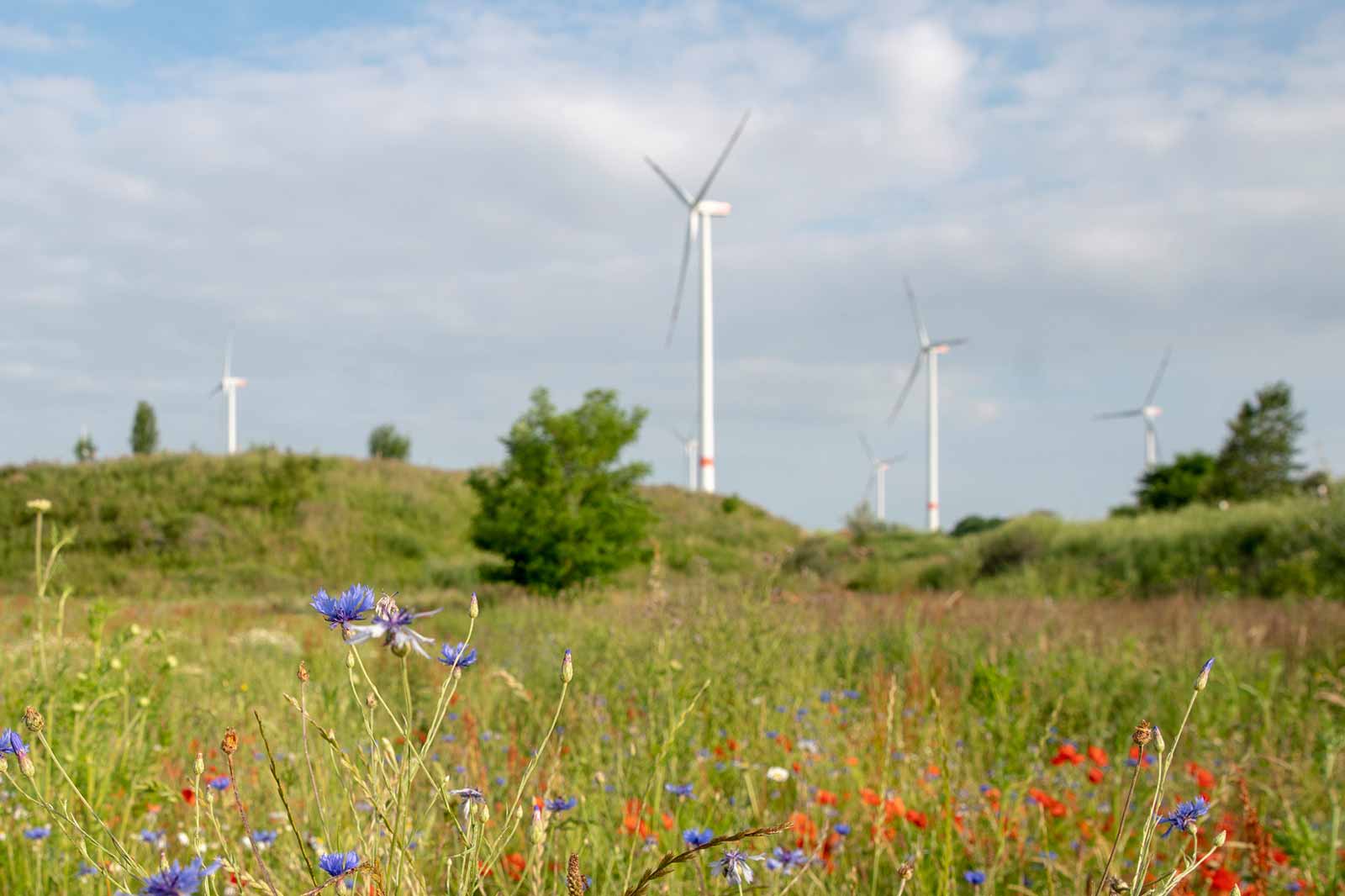 Paradiese für bedrohte Pflanzen- und Tierarten | Konventionelle Energien entdecken bei RWE