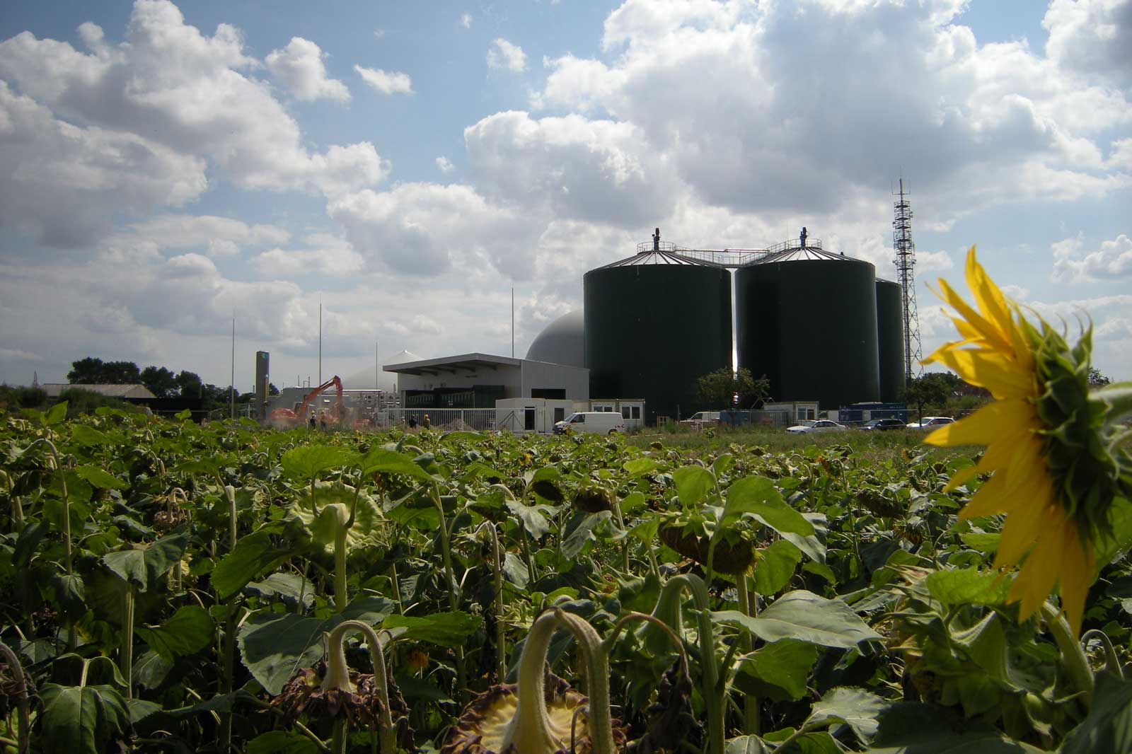 Ein Feld mit Sonnenblumen im Vordergrund und einer Biogasanlage mit großen, grünen Silos im Hintergrund unter einem bewölkten Himmel.
