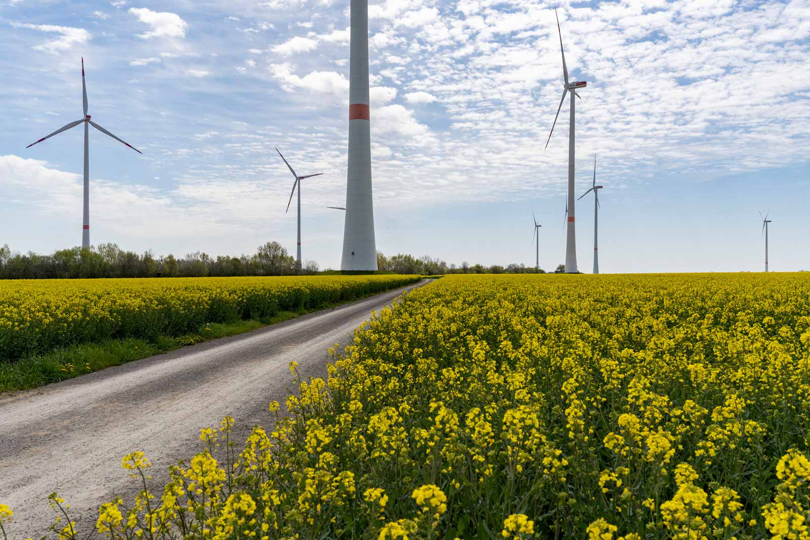 Ein lebhaftes Feld mit gelben Blumen neben Windkraftanlagen unter einem bewölkten Himmel.