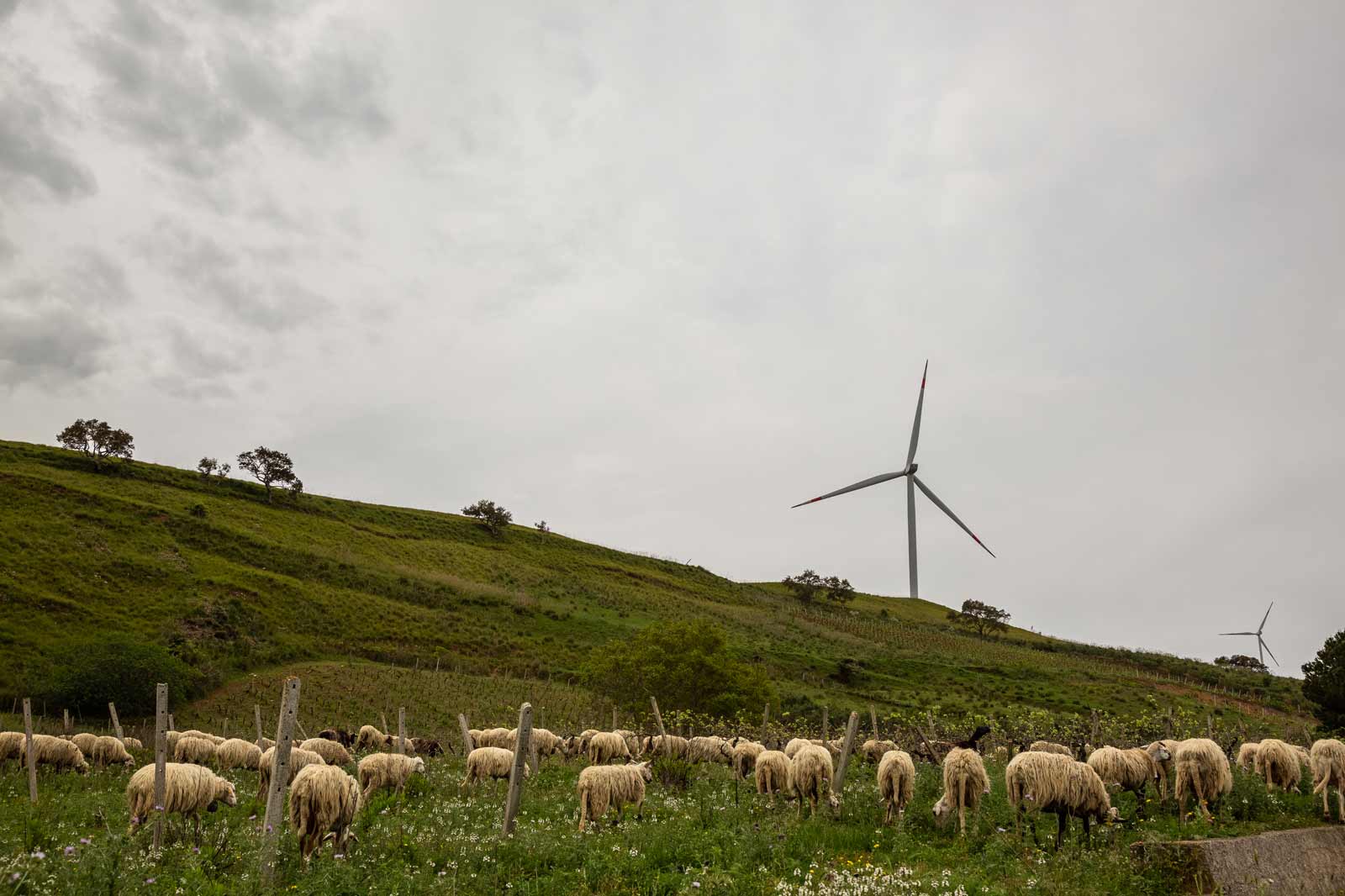 Eine Herde von Schafen grast auf einer grünen Wiese mit Windrädern auf einem Hügel unter einem bewölkten Himmel.