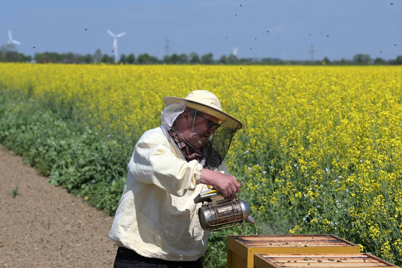 Ein Imker kümmert sich um Bienenstöcke in einem blühenden gelben Feld mit Windkraftanlagen im Hintergrund.