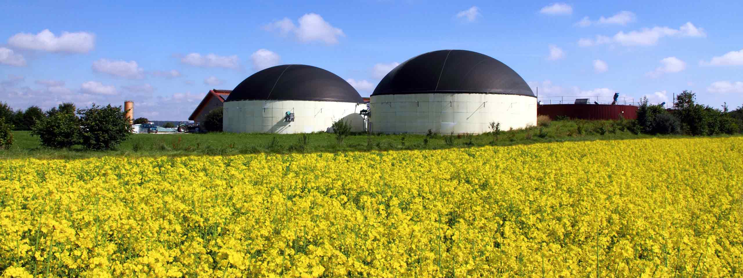 Two large digesters surrounded by a vibrant yellow flower field under a clear blue sky.