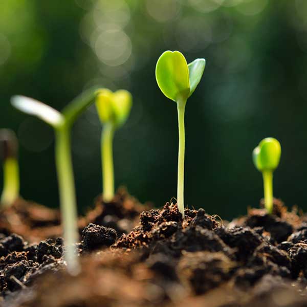 Several small green seedlings emerging from dark soil, with a softly blurred green background.