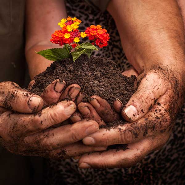 Two hands holding soil with a blooming flower, showcasing a connection to nature and gardening.