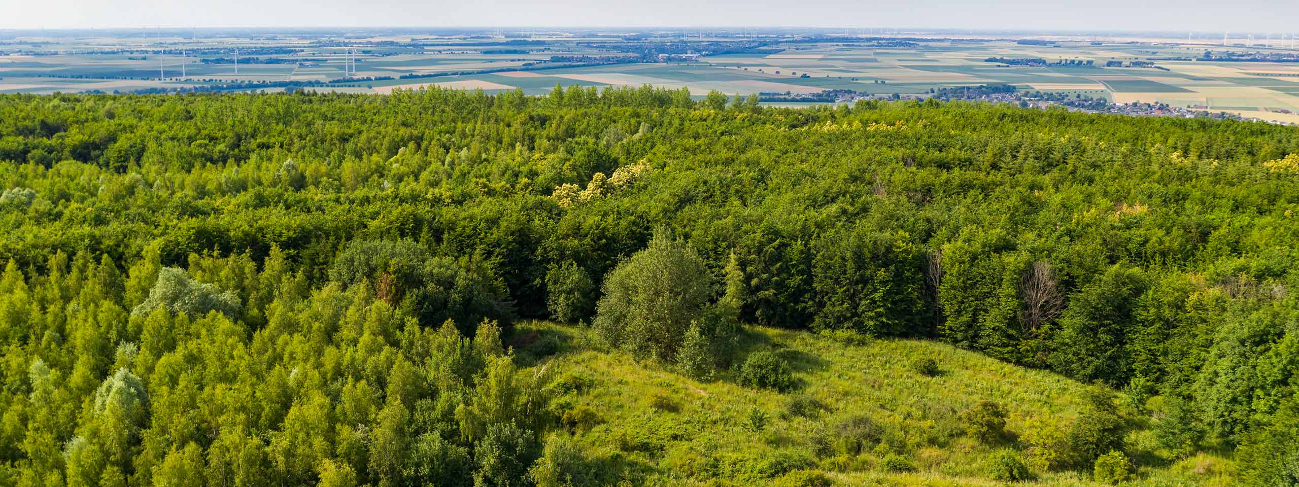 Eine weite Sicht auf einen dichten Wald, umgeben von Feldern und sanften Hügeln unter einem klaren blauen Himmel.