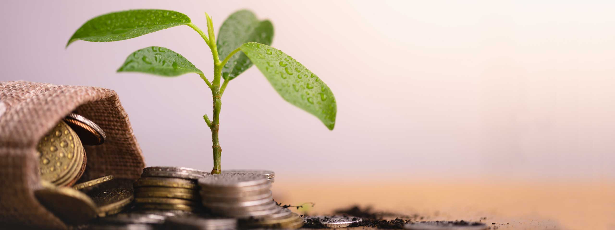Eine kleine Pflanze wächst aus einem Stapel Münzen, während eine jute Tasche mit weiteren Münzen im Hintergrund liegt.