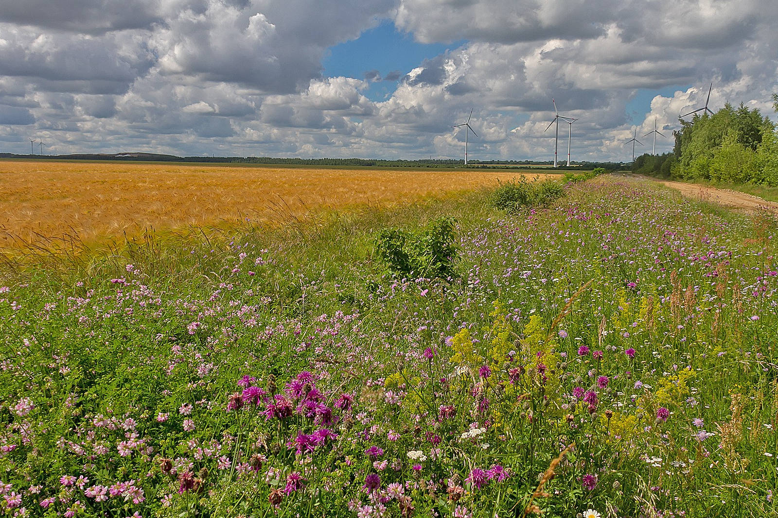 Eine lebendige Wildblumenrabatte entlang eines goldenen Feldes unter einem wolkigen Himmel, mit Windkraftanlagen in der Ferne.