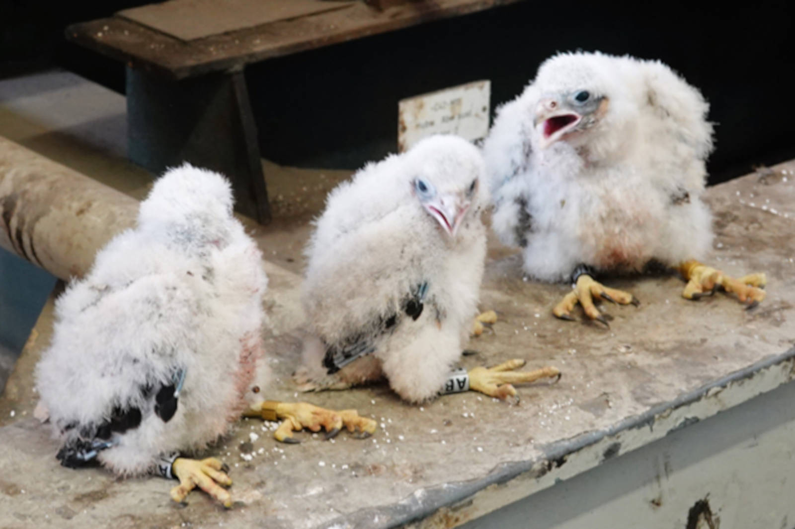 Drei flauschige Küken mit gelben Füßen sitzen auf einer Holzoberfläche, eines piepst laut.