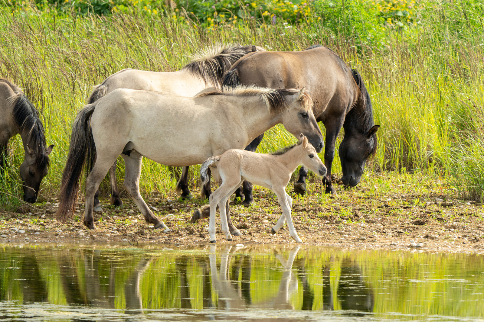Eine Gruppe von Pferden am Rande eines Wassers, einschließlich eines Fohlens, mit hohem Gras und Spiegelungen im Wasser.
