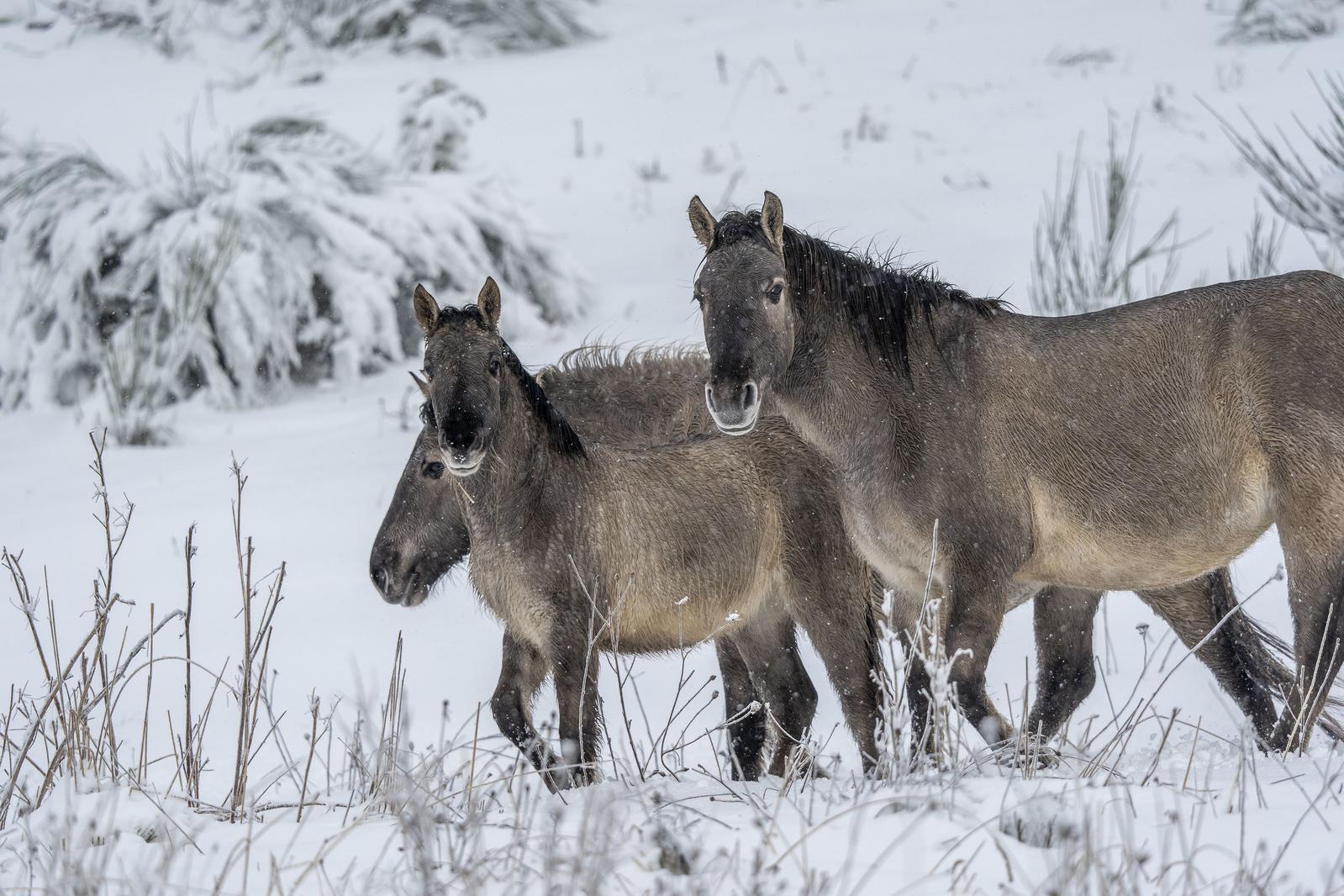 Drei Wildpferde mit braunem Fell stehen in einer verschneiten Landschaft, umgeben von spärlicher Vegetation und fallendem Schnee.