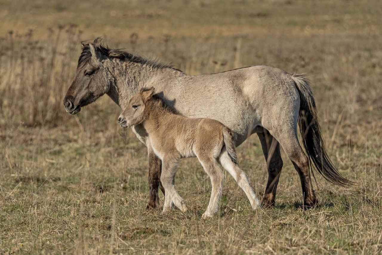 Eine Mutterstute und ihr Fohlen stehen zusammen auf einer Grasfläche und zeigen ihre starke Bindung und sanfte Natur.
