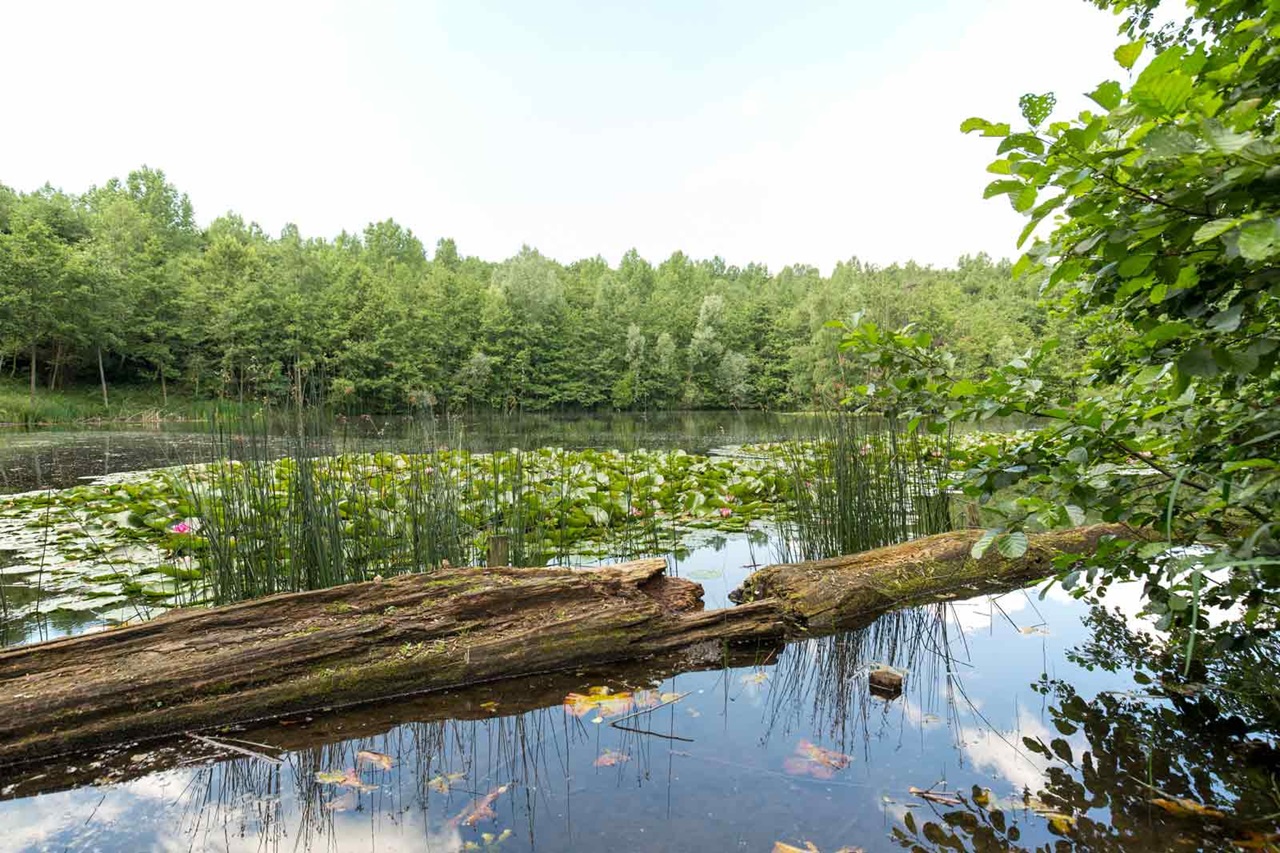 Ein ruhiger See, umgeben von üppigem Grün, mit Seerosen und einem gefallenen Stamm, der im ruhigen Wasser gespiegelt wird.