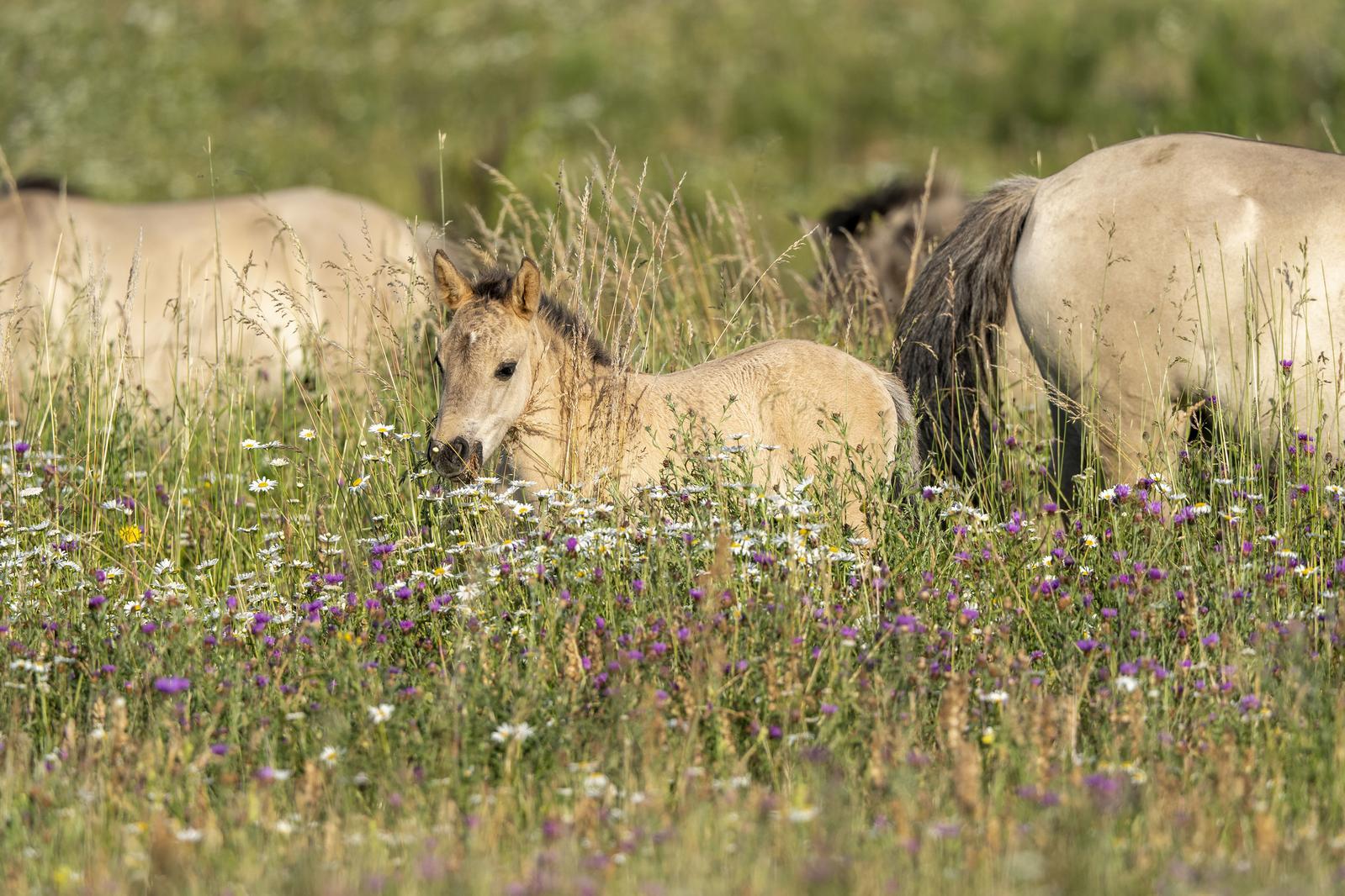 Ein Fohlen steht zwischen bunten Wildblumen in einer sonnigen Wiese, während andere Pferde im Hintergrund grasen.