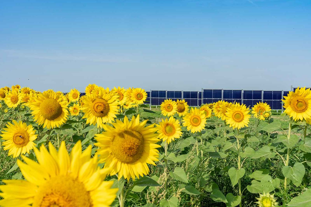 Ein Feld mit lebhaften Sonnenblumen in voller Blüte, mit Solarpanels im Hintergrund unter einem klaren blauen Himmel.