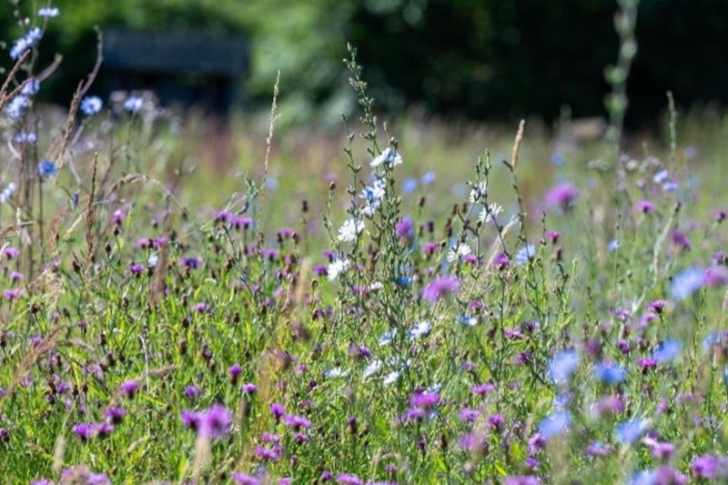 Wiese voller Wildblumen im Vordergrund mit violetten, blauen und weißen Blüten zwischen hohen Gräsern und einer dunklen Holzbank am Waldrand.