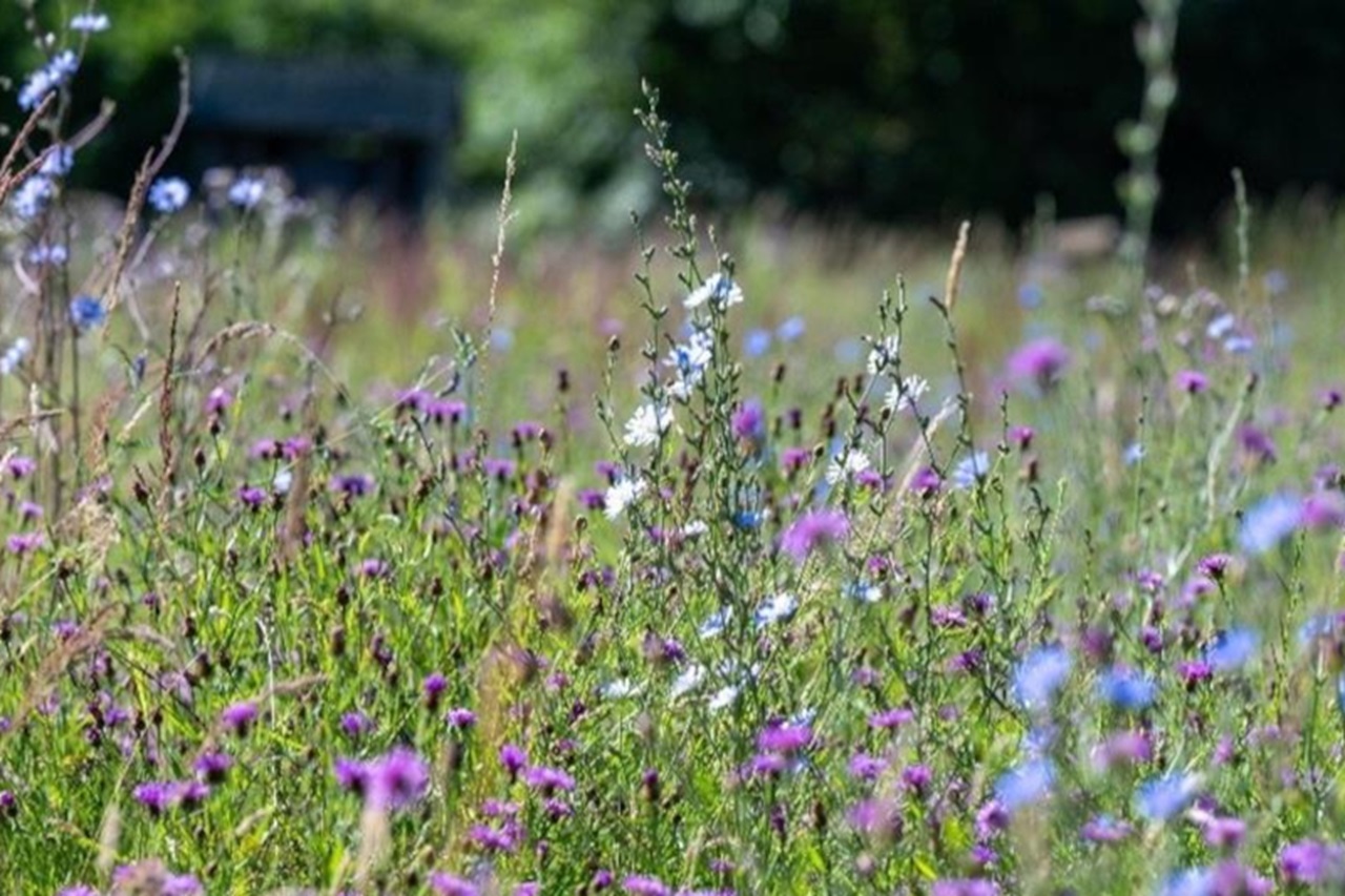 Wiese voller Wildblumen im Vordergrund mit violetten, blauen und weißen Blüten zwischen hohen Gräsern und einer dunklen Holzbank am Waldrand.